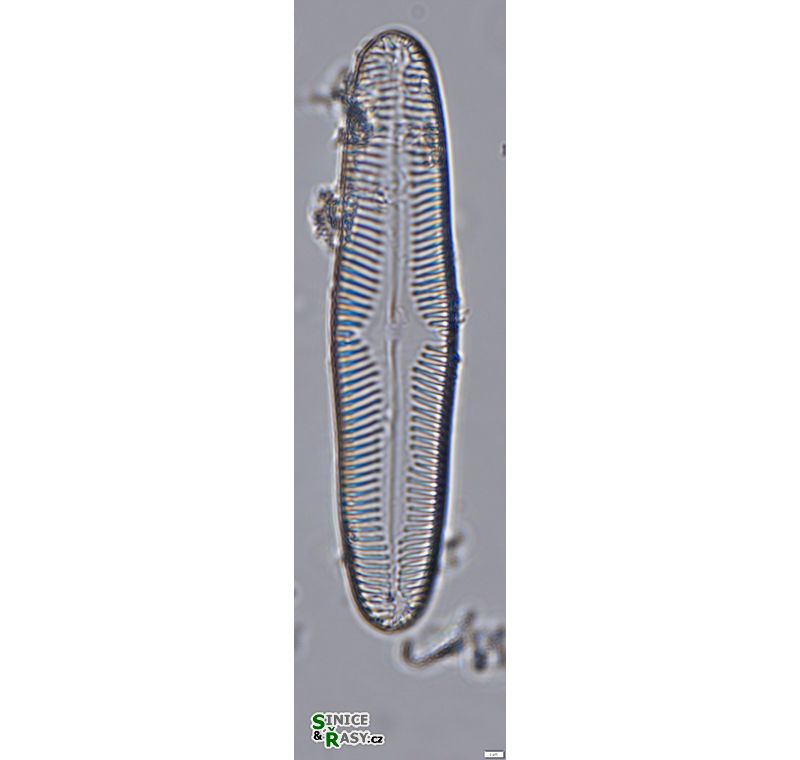 Pinnularia oriunda