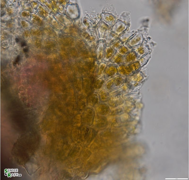 Heribaudiella fluviatilis