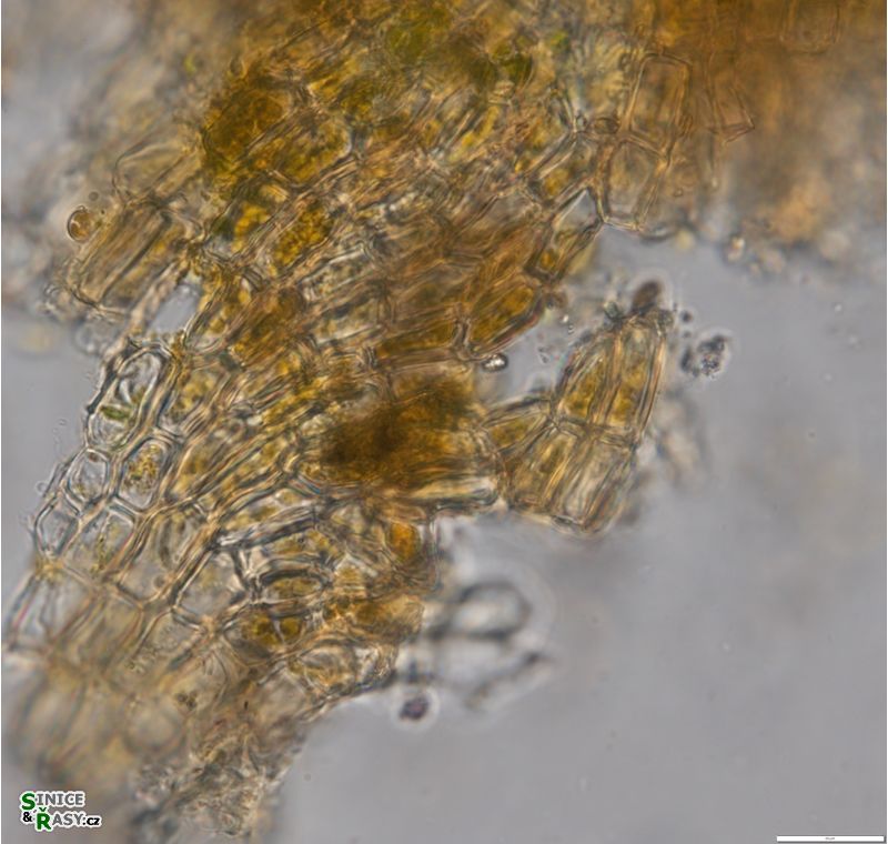 Heribaudiella fluviatilis