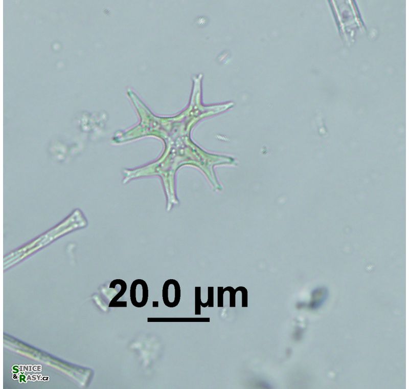 Isthmochloron lobulatum
