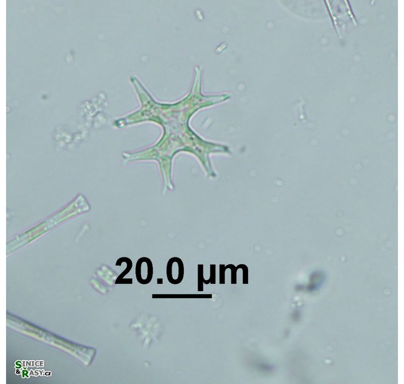 Isthmochloron lobulatum