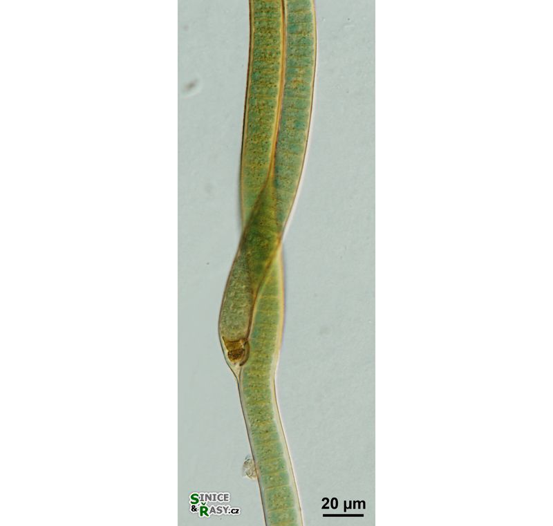 Scytonema