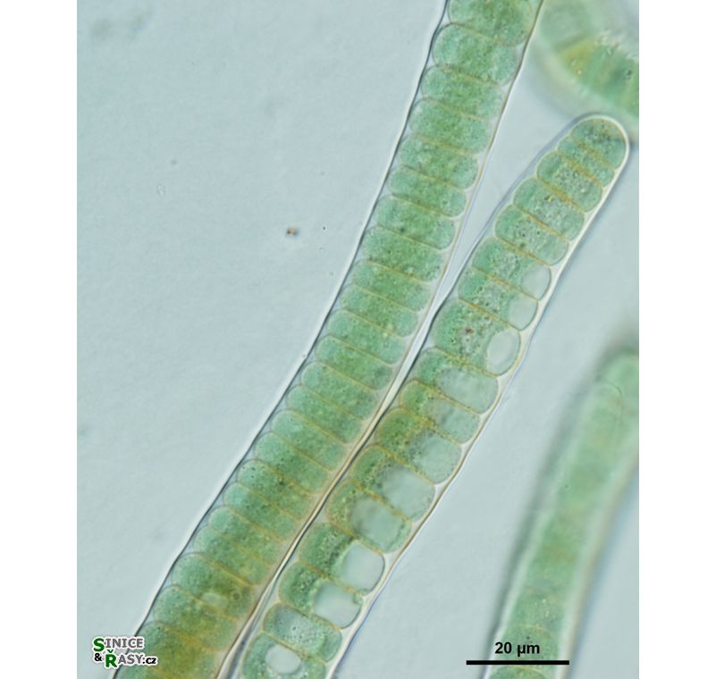 Scytonema