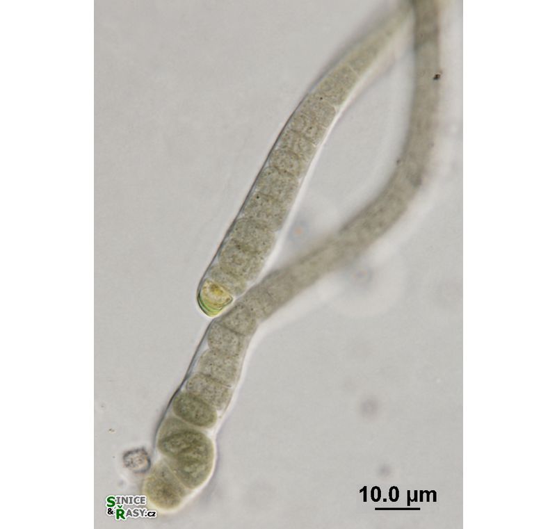 Microchaete