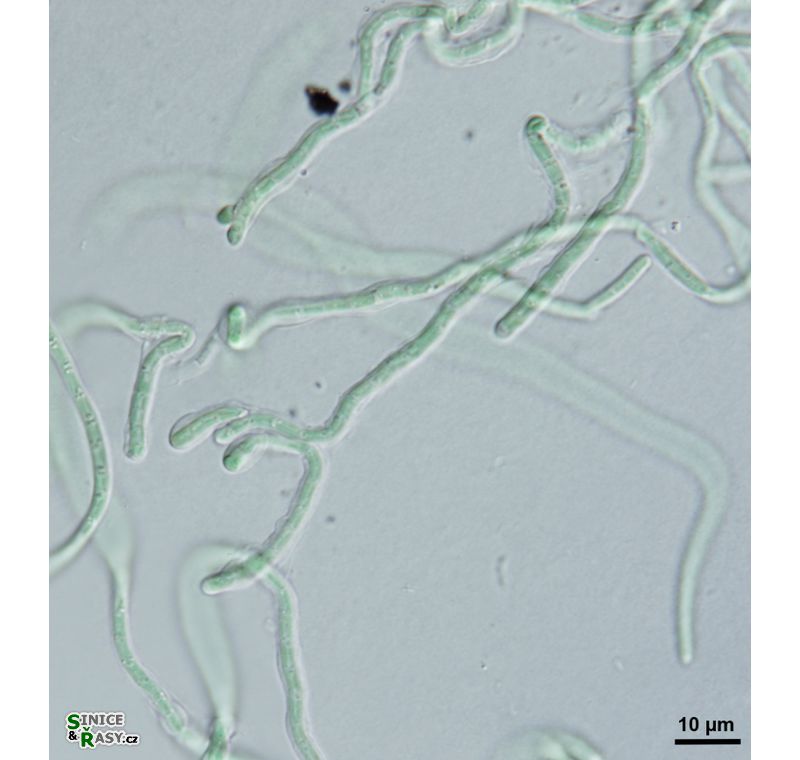 Pseudophormidium