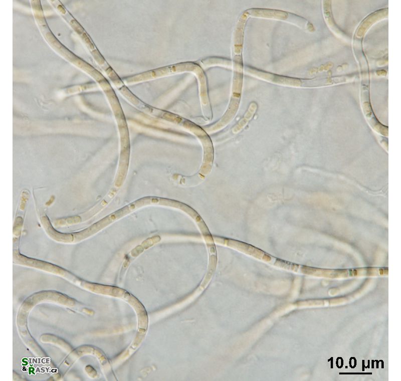 cf. Phormidium