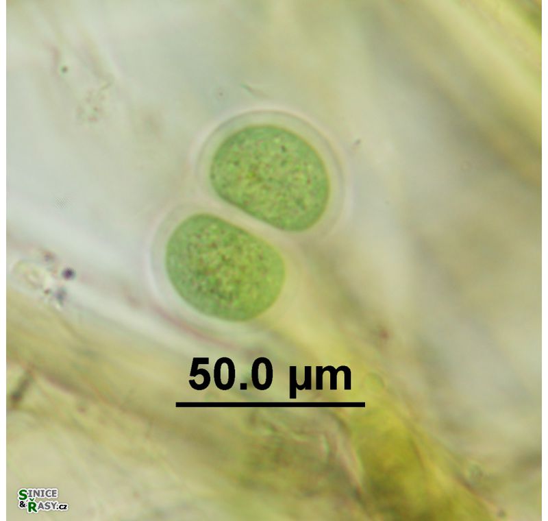 Chroococcus subnudus