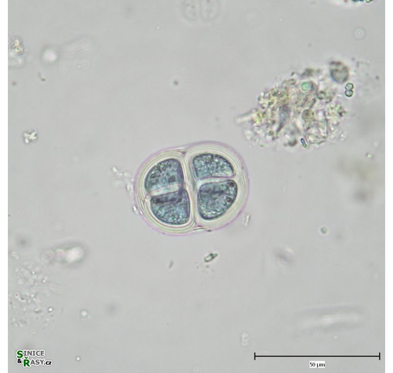 Chroococcus tenax