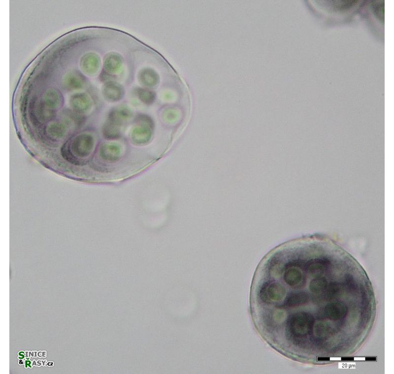 Gloeocapsa alpina