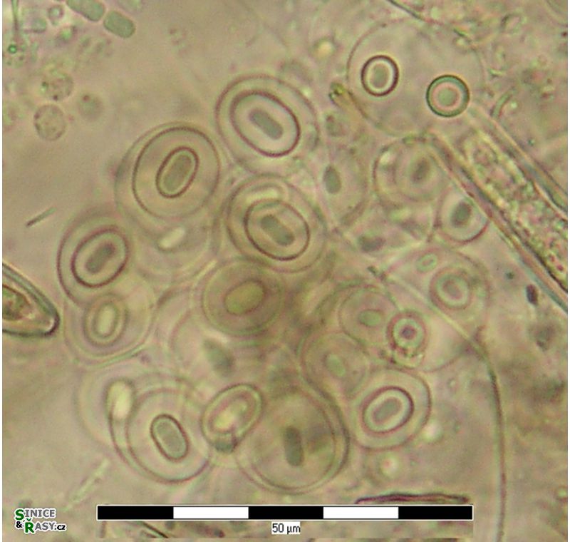 Gloeothece membranacea