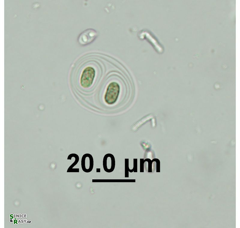 Gloeothce tepidariorum