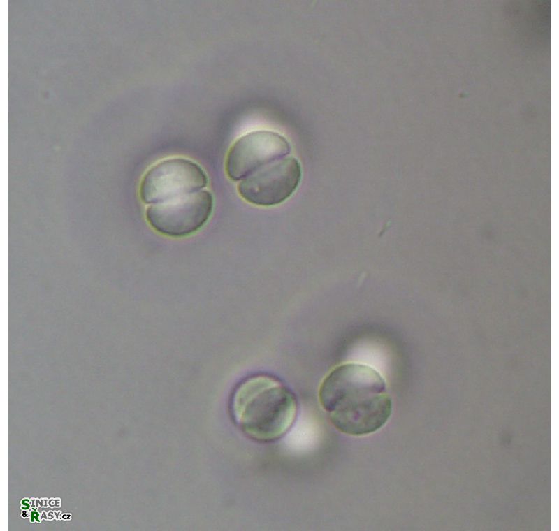 Limnococcus limneticus