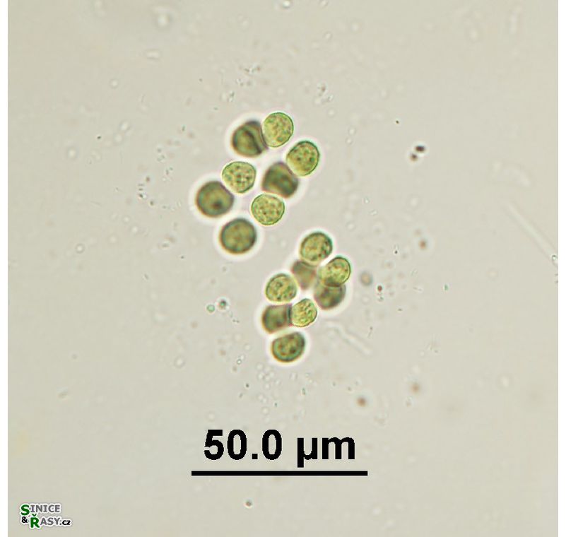 Limnococcus limneticus