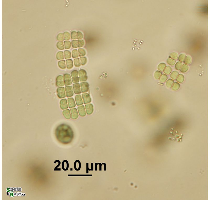 Merismopedia sphagnicola