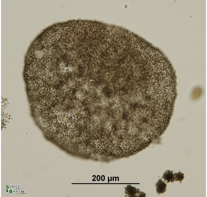 Microcystis flos-aque