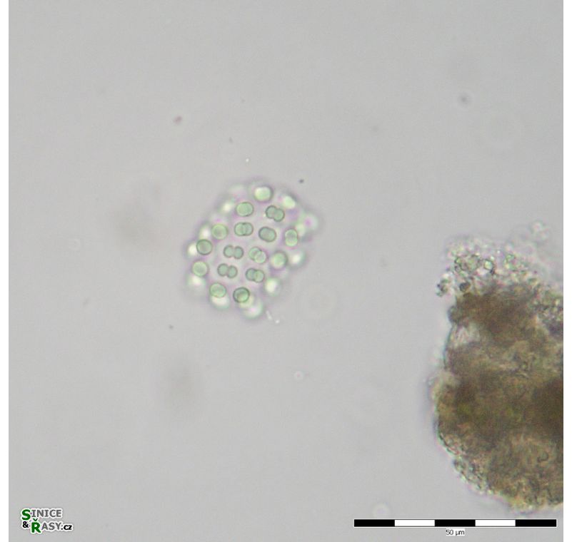Snowella litoralis
