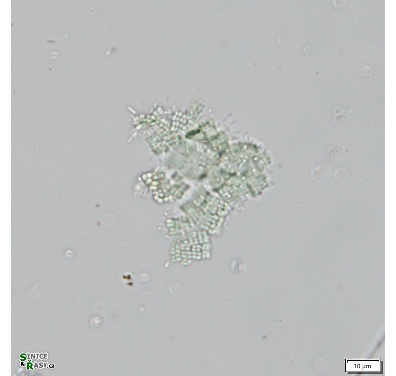 Merismopedia tenuissima