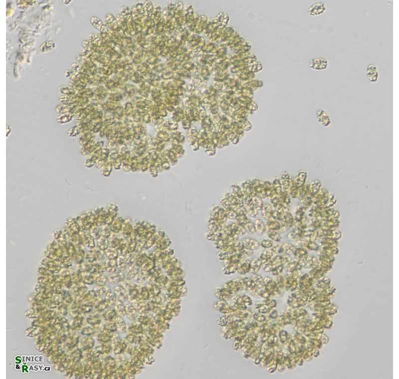 Woronichinia naegeliana