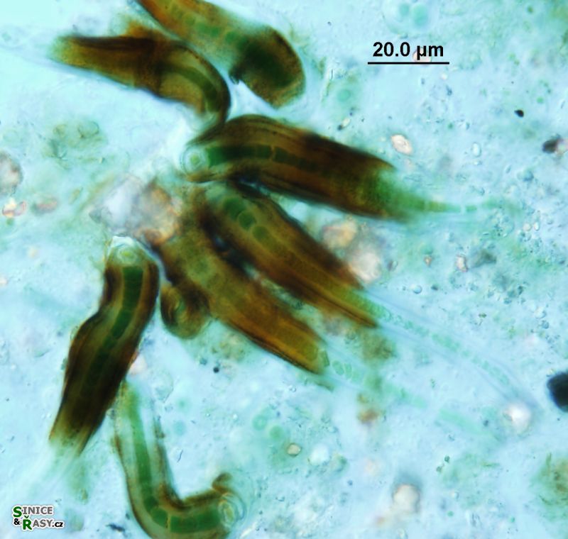 Calothrix scopulorum
