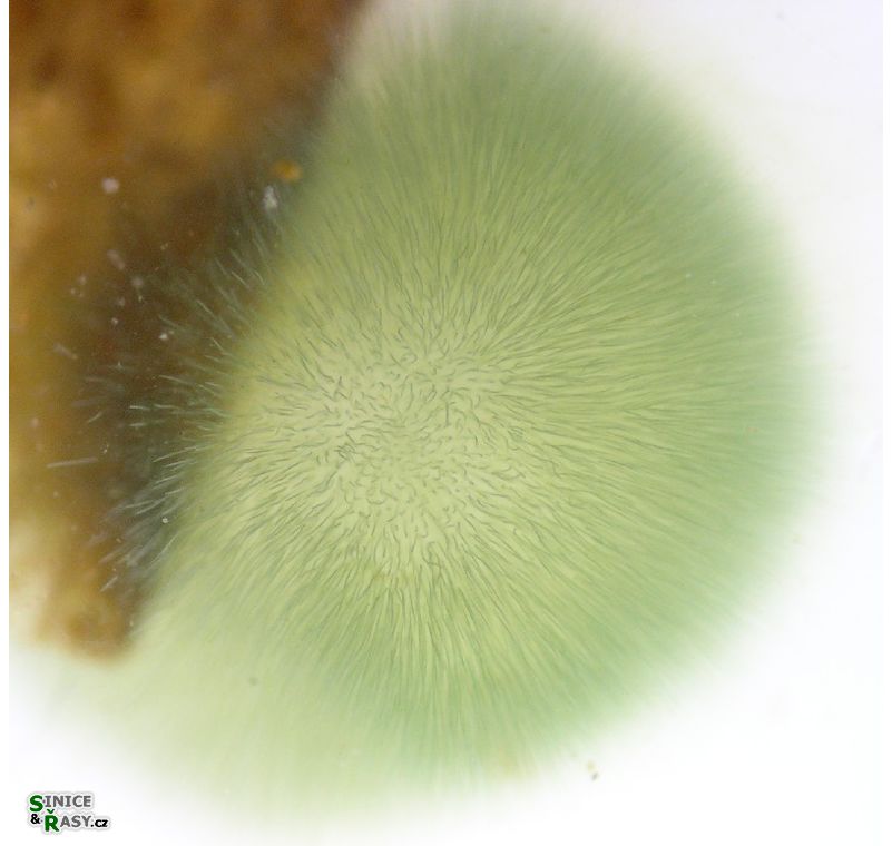 Gloeotrichia sp.