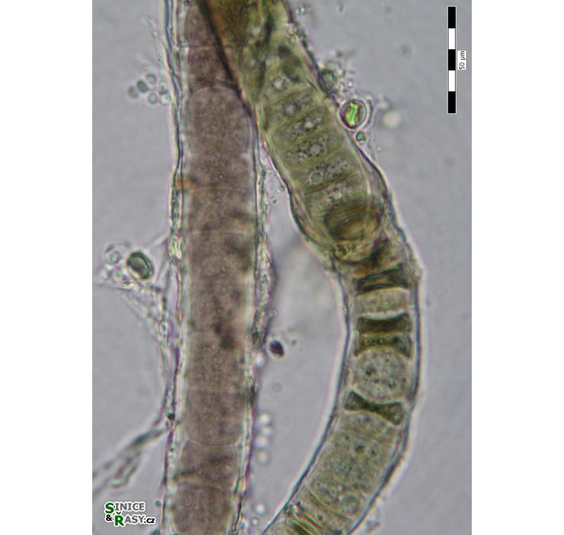 Scytonema cf. millei