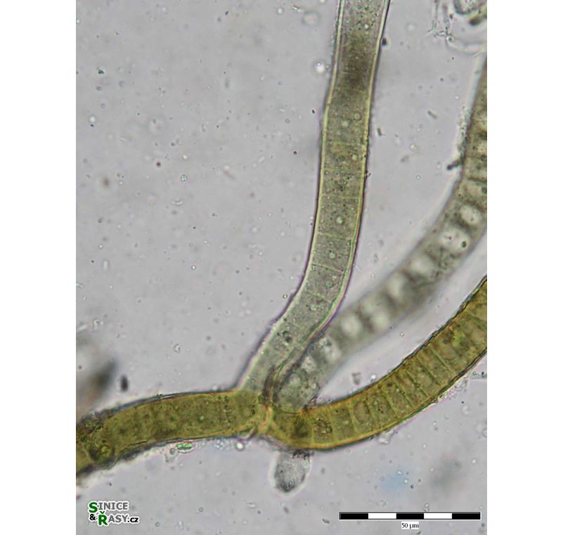 Scytonema cf. millei