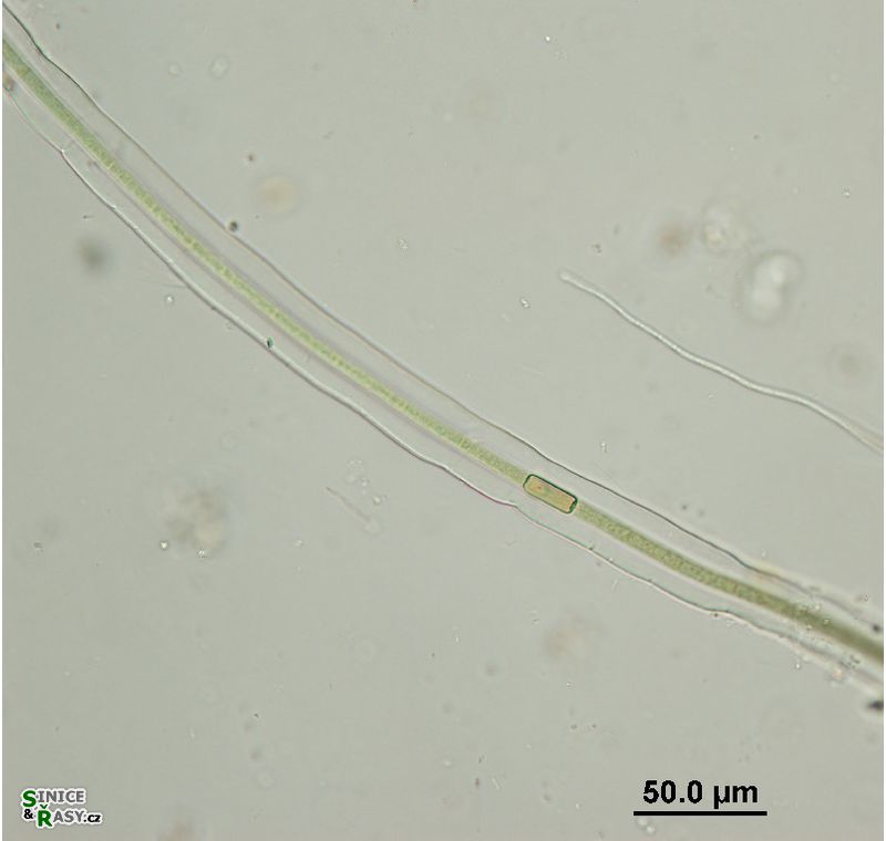 Scytonema cf. myochrous
