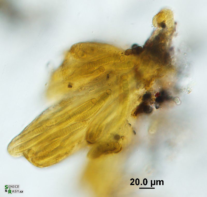 Tolypothrix elenkinii