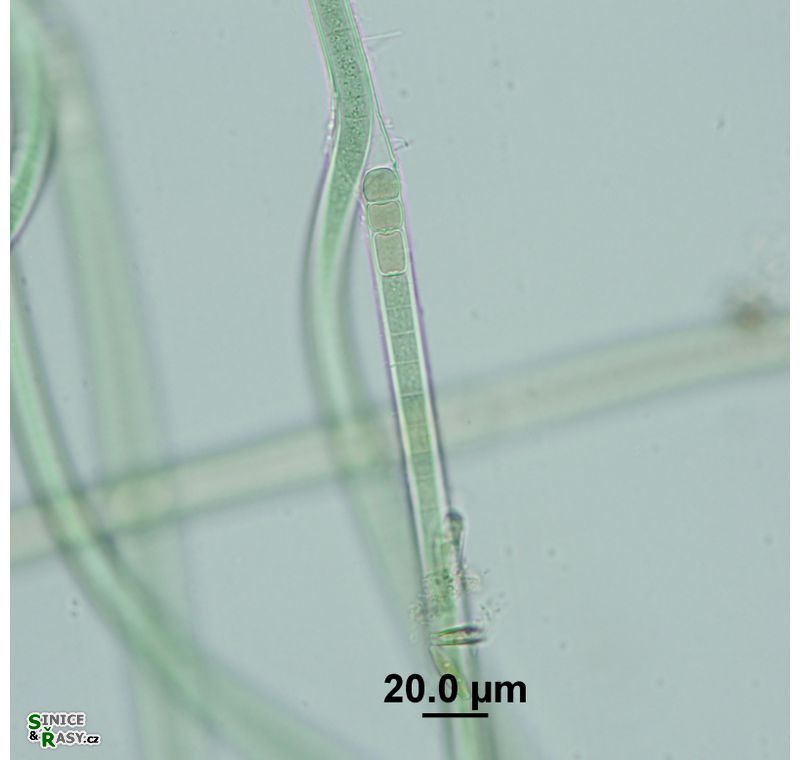 Tolypothrix lanata