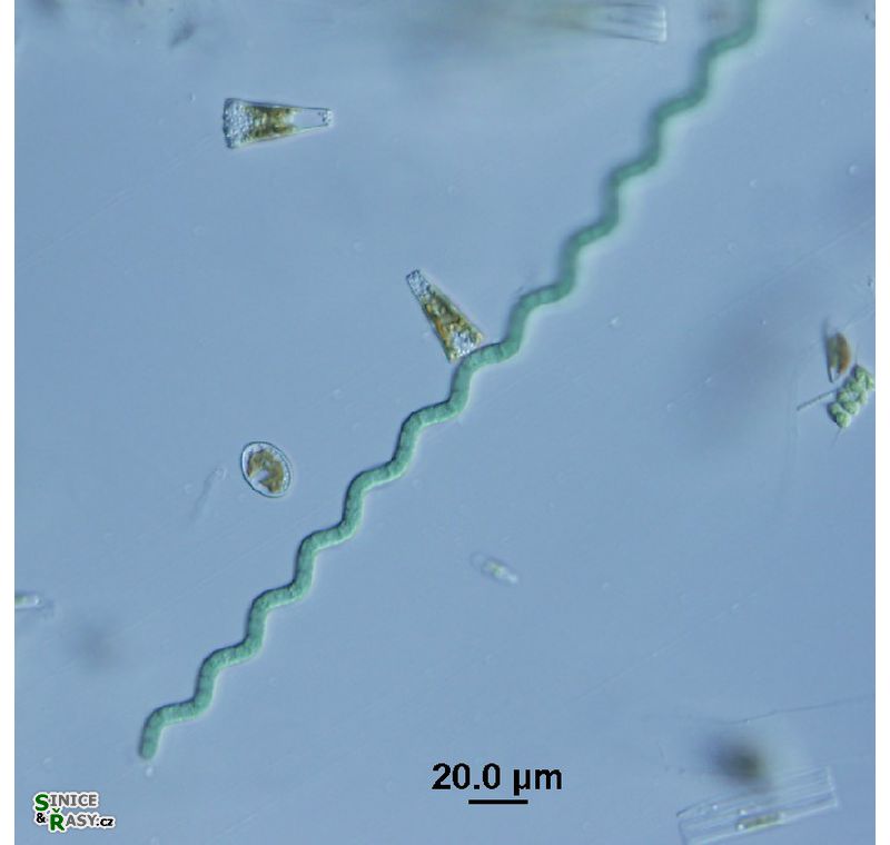Arthrospira jenneri