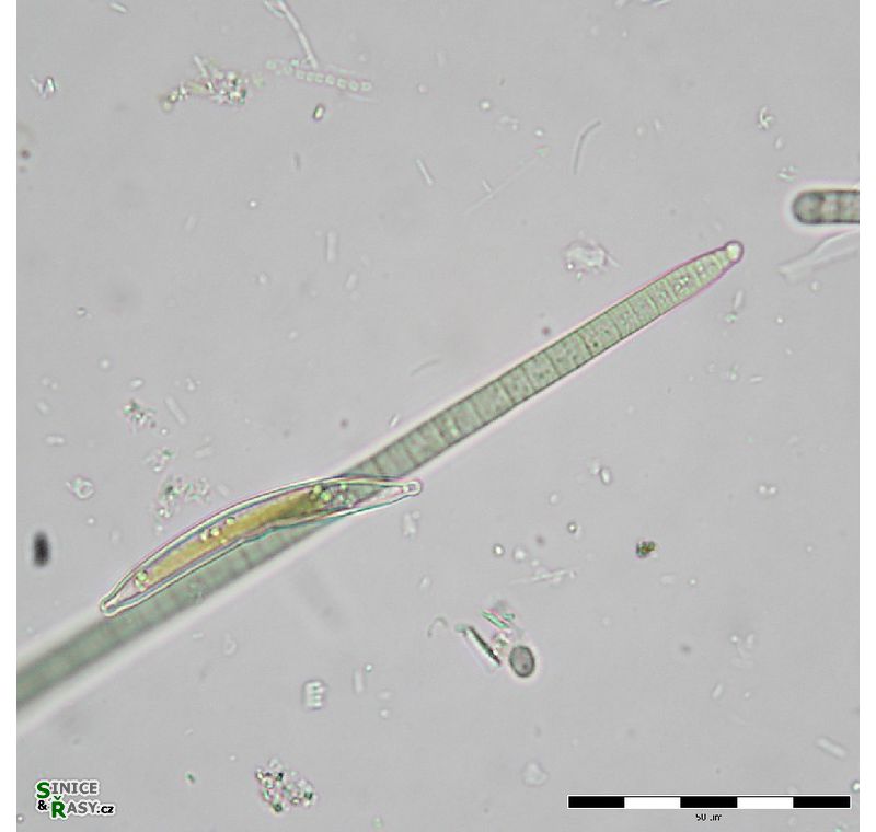 Microcoleus fonticola