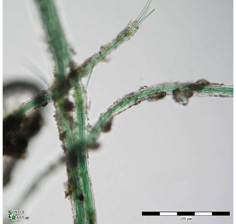 Microcoleus lacustris