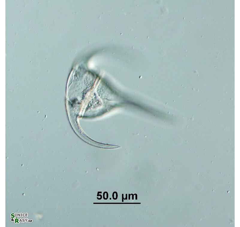 Tripos bucephalum