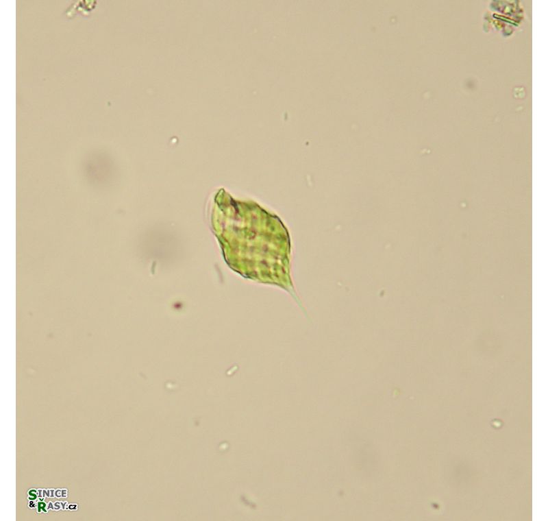 Monomorphina pyrum