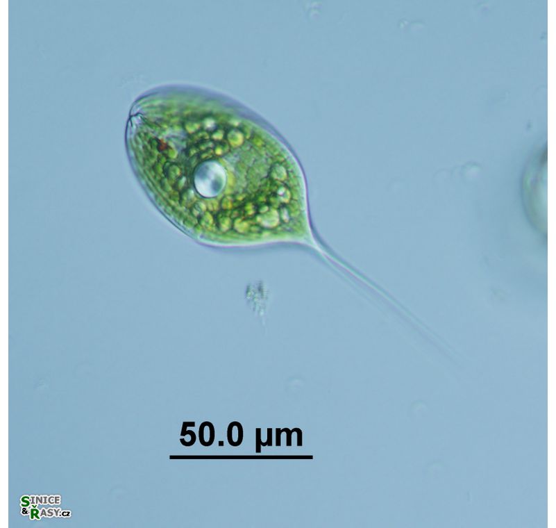 Phacus longicauda