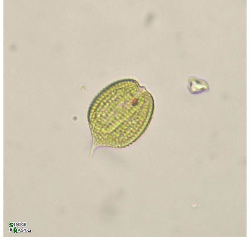 Phacus monilatus