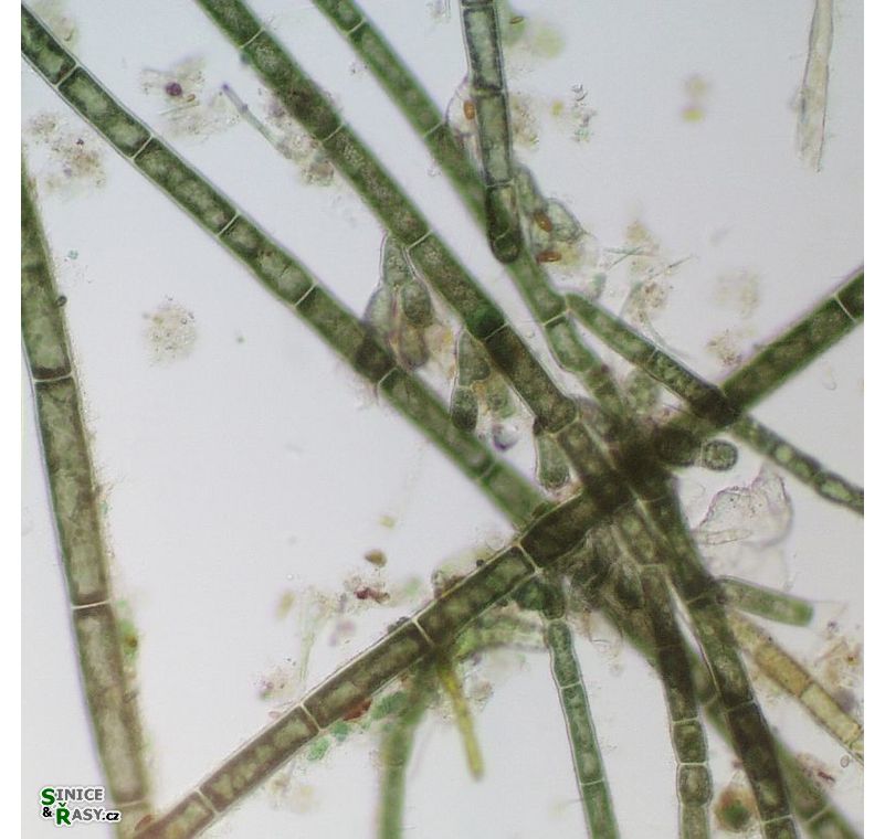 Audouinella chalybea