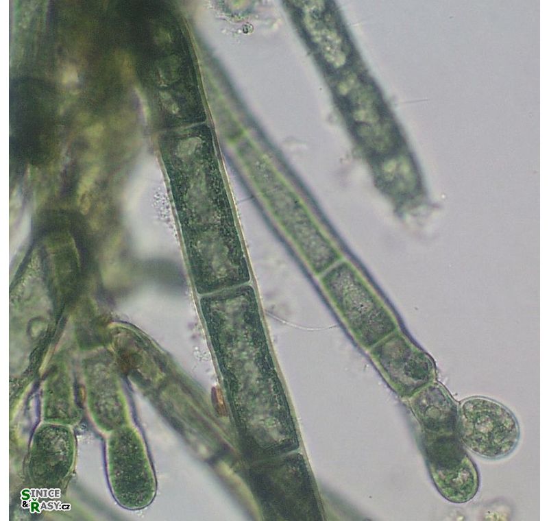 Audouinella chalybea