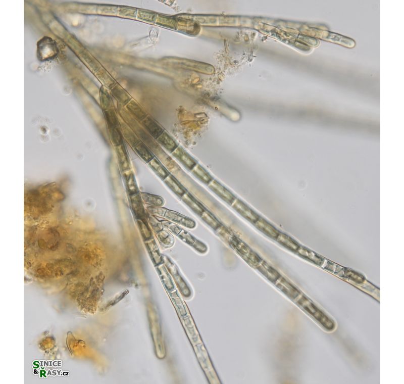 Audouinella pygmaea
