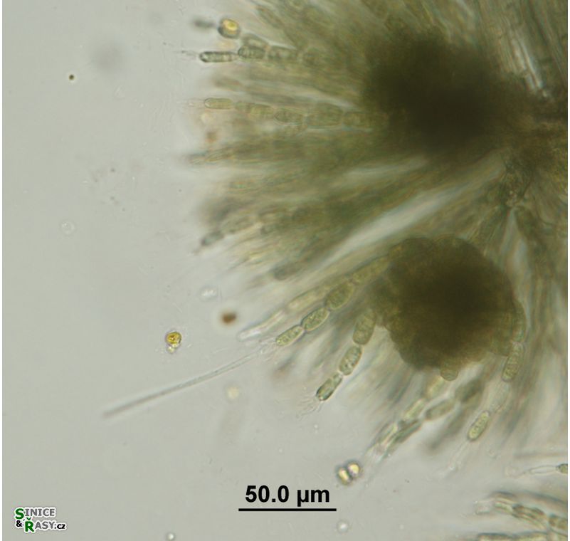 Batrachospermum gelatinosum