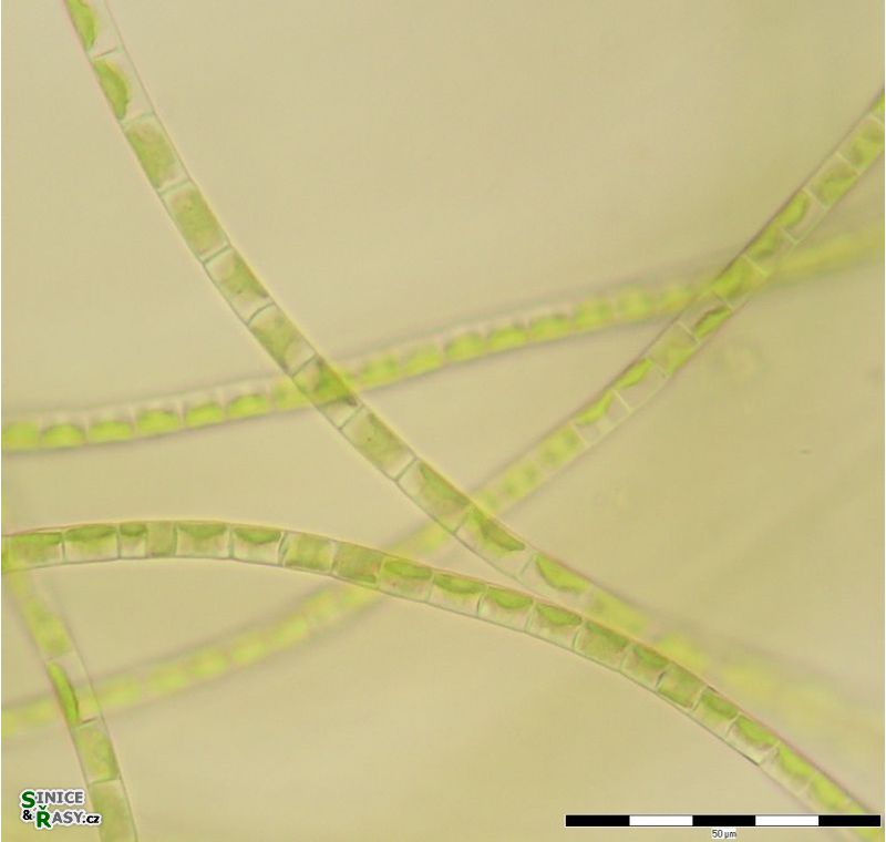 Klebsormidium flaccidum