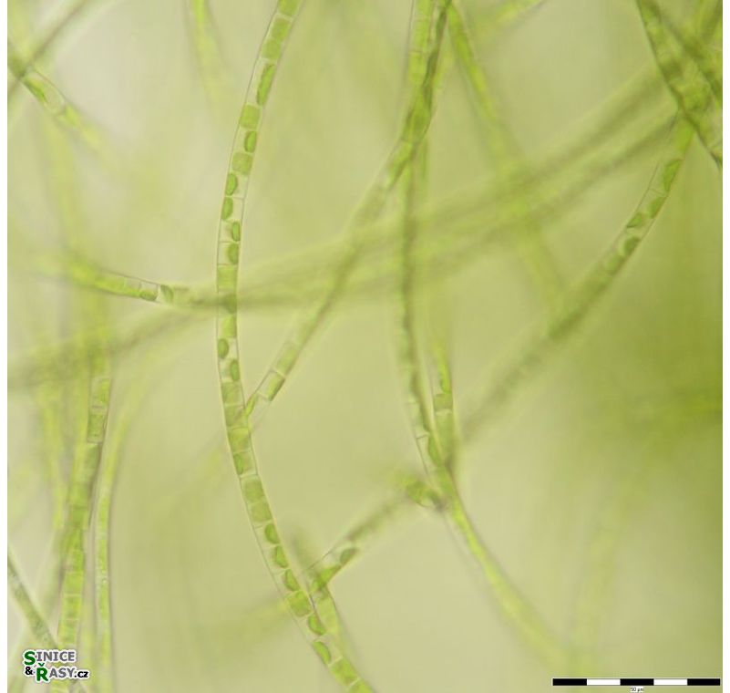 Klebsormidium flaccidum
