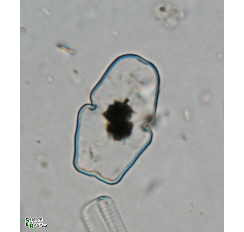 Cosmarium anceps