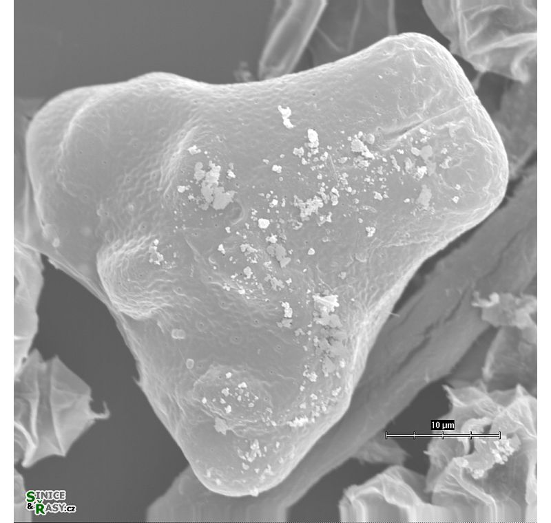 Euastrum ansatum