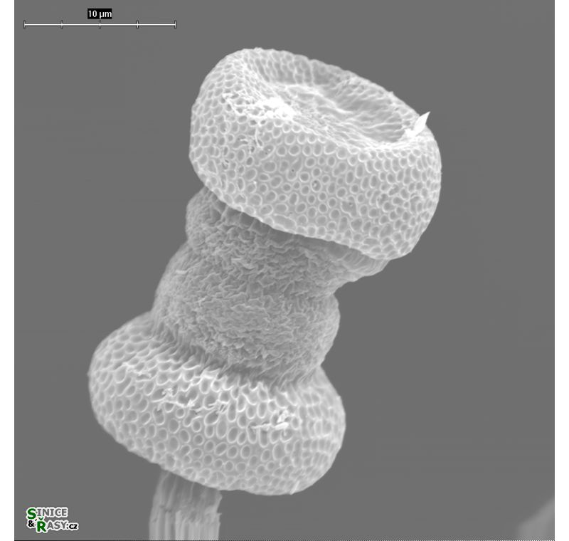 Vincularia roraimae