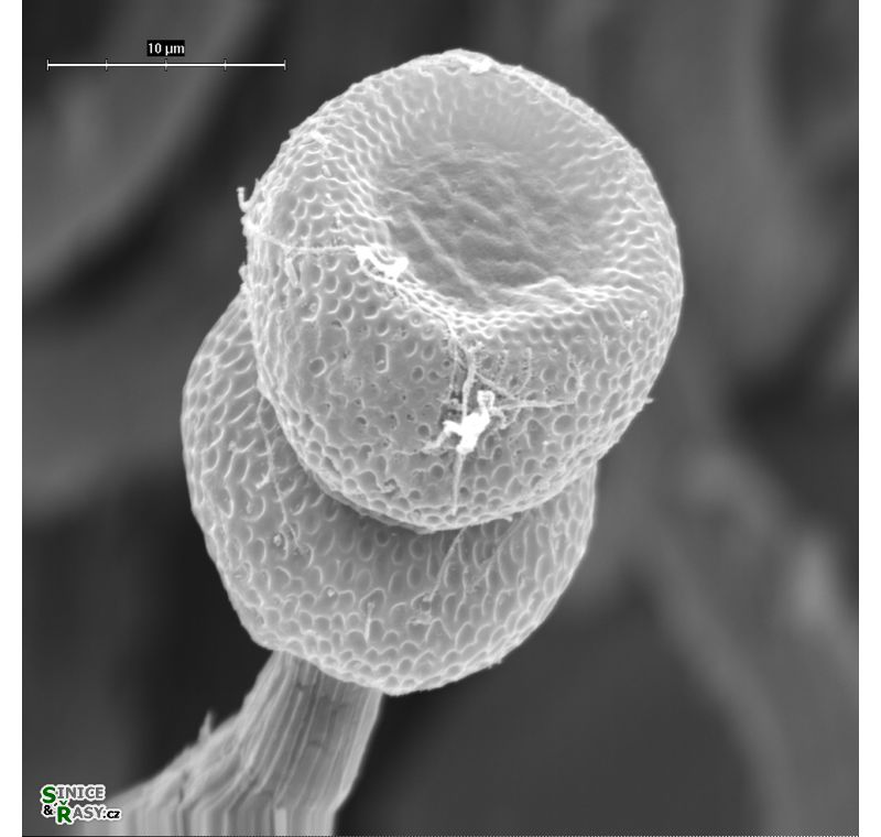 Vincularia roraimae