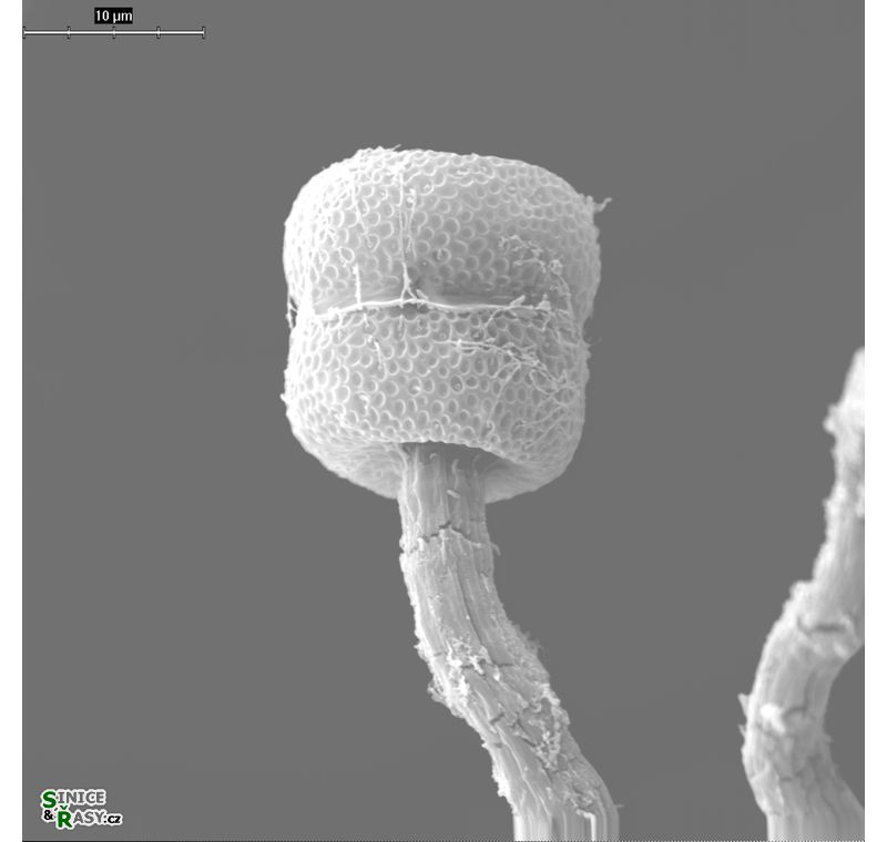 Vincularia roraimae