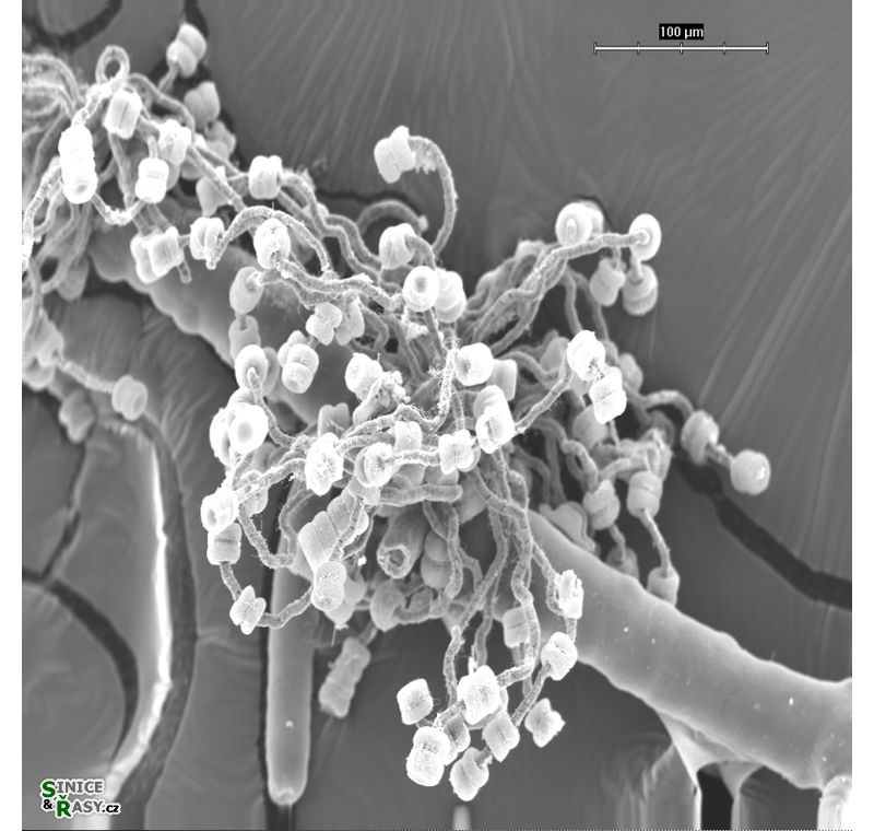 Vincularia roraimae