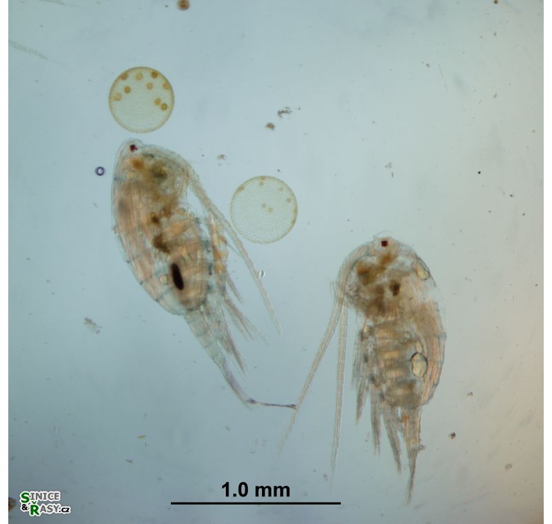 Eudiaptomus vulgaris