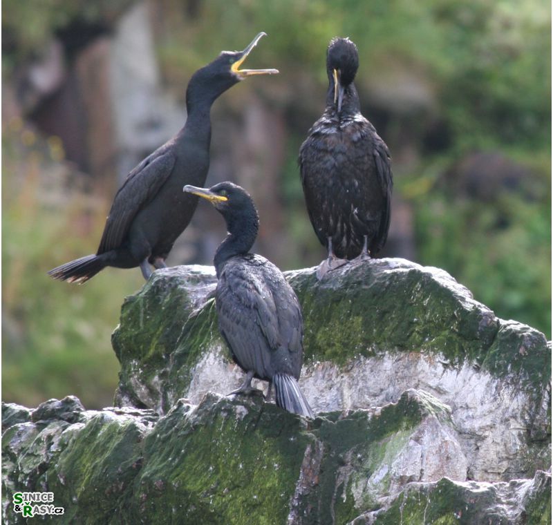 Phalacrocorax aristotelis